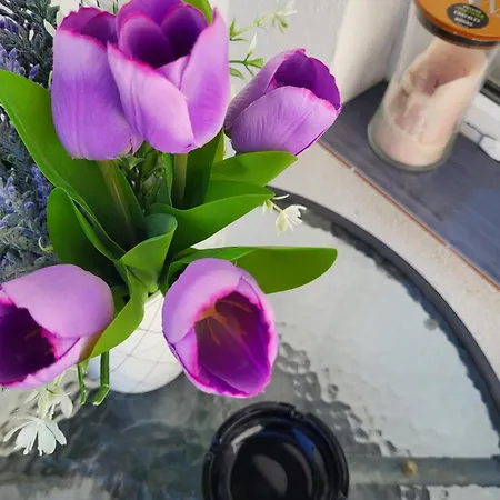 Konukevi Purple
